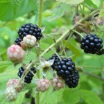 blackberries, Aug 10 compressed