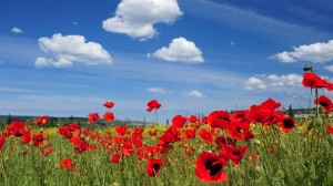 poppies