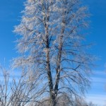 Winter tree (273×500)