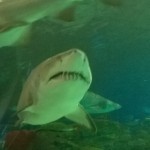 Ripley’s Aquarium Shark