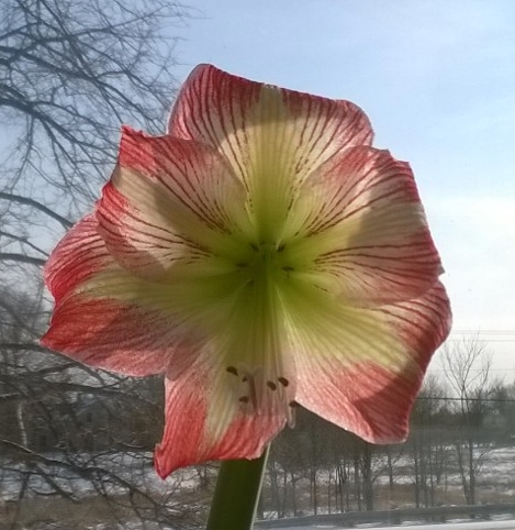 A miracle: 9 stunning flowers from one amaryllis bulb.
