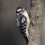GBBC Downy-Woodpecker-1012_Charlie-Prince_Alabama_2013 (500×478)