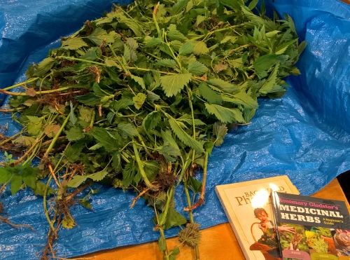 stinging nettles to process