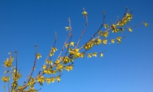 forsythia and blue sky