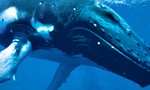 whales-tohora_c1_1
