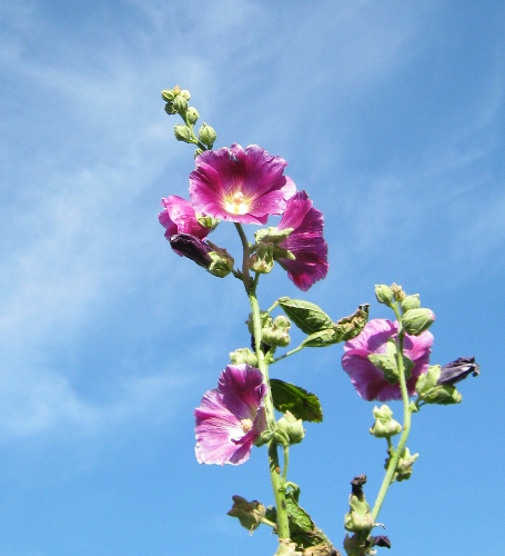 This very tall hollyhock is the only one blooming in October.  I'm going to collect its seeds so we'll have fall hollyhocks in the future too.
