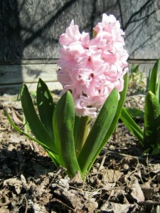 A hyacinth I did not take the time to smell this spring.