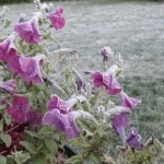 frost on petunias