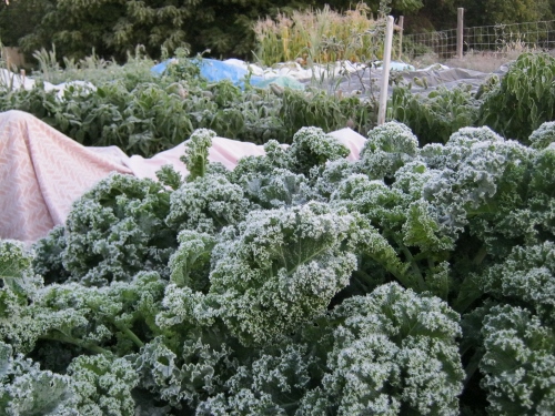 Kale can stand frost.