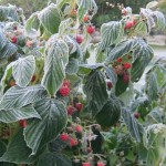 frost and raspberries