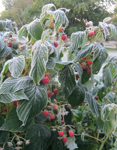 The raspberries were frozen solid.  Too bad we were not able to pick them.