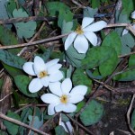 bloodroot in spring