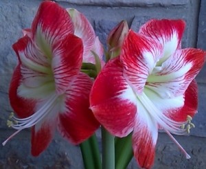 amaryllis